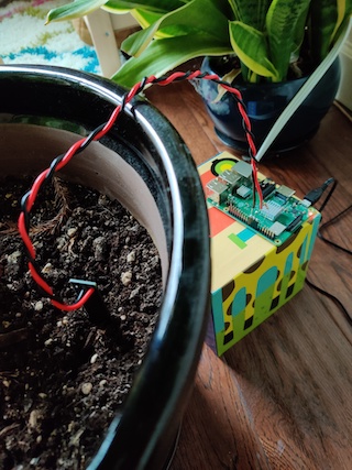 A photo of the probe-and-pi combination monitoring the author's precious Norfolk Island Spruce